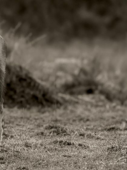 This artistic crop creates a sense of movement and anticipation, as if the lion is about to step out of the frame.