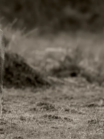 This gallery further explores the power of monochrome. Each image uses the absence of color to highlight different elements: the raw emotion of a hunt, the quiet dignity of a portrait, or the dramatic textures of the wild.