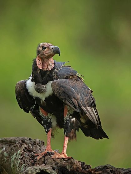A portrait of the Red-headed Vulture, its bare red head an adaptation for feeding.