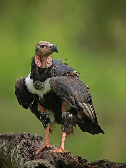 A Red-headed Vulture after a meal, its feathers slightly ruffled. These birds are essential for maintaining a healthy ecosystem.