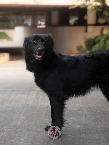 Zorro standing proudly in his home environment. Even simple, standing shots can convey so much about a pet's personality.
