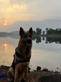 Pet Photography