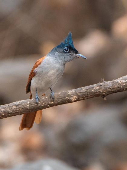Another angle of the female Paradise Flycatcher, alert and watchful.