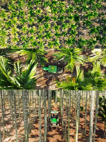 Top-down and eye-level views of a tractor navigating through a dense palm plantation, showcasing its maneuverability in challenging environments.