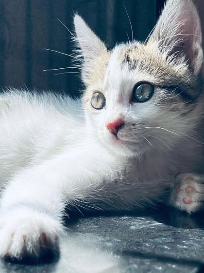 The beautiful, curious eyes of a young kitten. I provide gentle and patient care for kittens, ensuring they feel safe and can explore their world with confidence.
