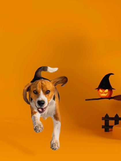 A beagle in flight! This fun, Halloween-themed action shot captures my own Scamp leaping with excitement. Even in a studio setup, we can create dynamic and playful images.