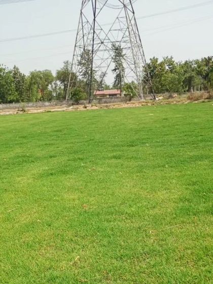 Delhi Gardner - Wholesale Plant & Turf Supply Natural Grass Turf: From Our Farm to Your Project photo 127