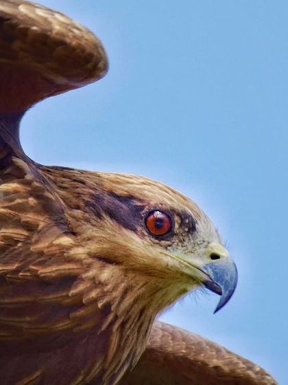 A dramatic close-up of a Black Kite's head, its sharp, hooked beak and intense red eye filling the frame. This perspective showcases the formidable features of this urban scavenger.