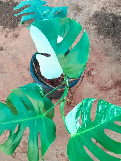 A stunning example of a Variegated Monstera, one of the most sought-after collector's plants we stock. The unique white patterns on its leaves make every plant a one-of-a-kind piece of living art.