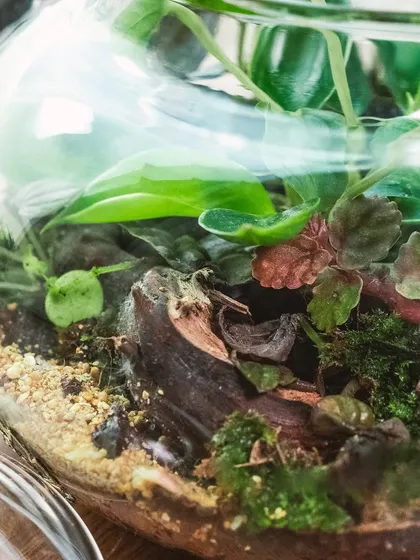 A macro shot of the interior of the teapot terrarium, revealing the different layers of soil, rock, and wood that make up the ecosystem.