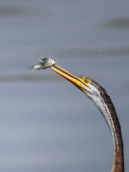 A close-up of a darter with a freshly speared fish. You can see the incredible precision of its sharp beak. These birds are truly master hunters.