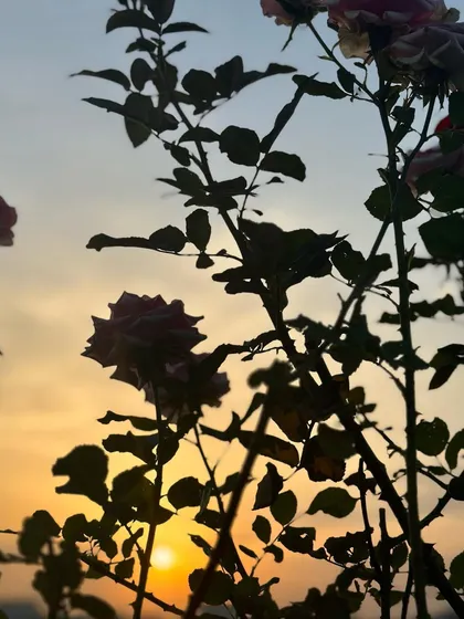 The silhouette of our rose bushes against a beautiful sunset. It's these small, natural details that make the space so serene.