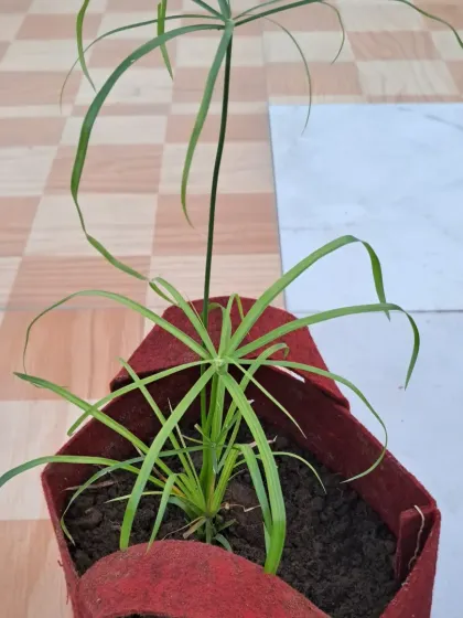 This is an Umbrella Palm growing in a fabric grow bag. These bags are lightweight and great for plants that need good aeration for their roots.