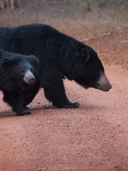 A heartwarming moment between a mother Sloth Bear and her cub as they cross a dirt track in a wildlife sanctuary. This image captures the tender side of the wild and the importance of protecting these family bonds.