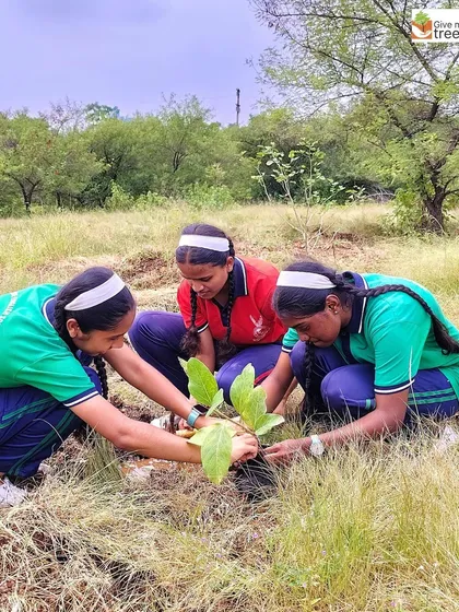 Three students work together to carefully plant a sapling. This teaches them collaboration and the importance of gentle handling for the plant's survival.