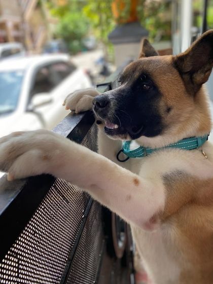 TailSpin - Puppy Training Program Happy Pups, Happy Families photo 27