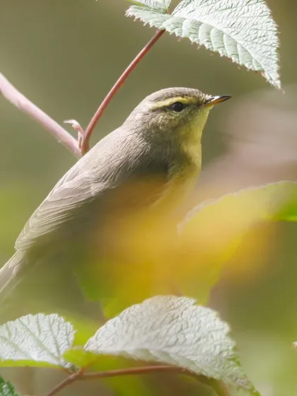 The Sulphur-bellied Warbler, identified by its yellowish underparts and prominent supercilium.