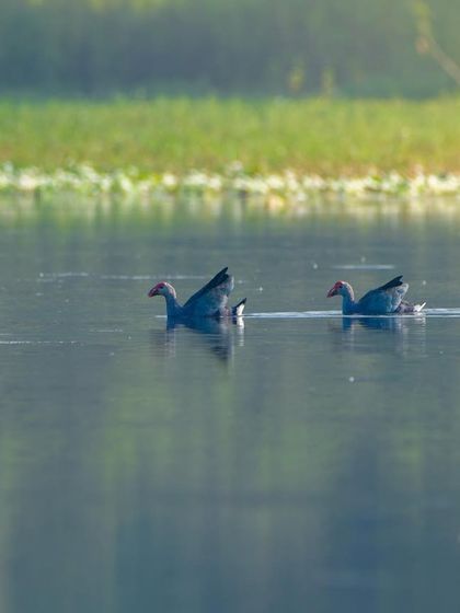 A pair of Grey-headed Swamphens swimming peacefully in the water, their reflections trailing behind them.