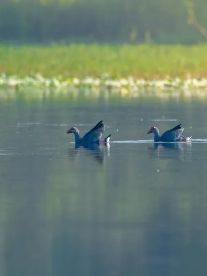 A pair of Grey-headed Swamphens swimming peacefully in the water, their reflections trailing behind them.