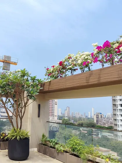 The vibrant Bougainvillea flowers create a stunning frame for the city view from this terrace garden.