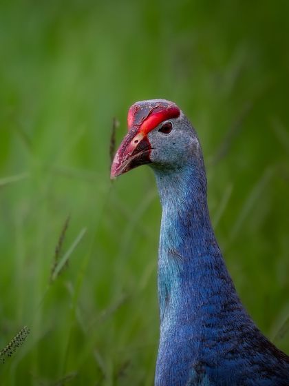 A close-up portrait of a Purple Swamphen. The detail on its red frontal shield and its intelligent eye are the focus of this shot.