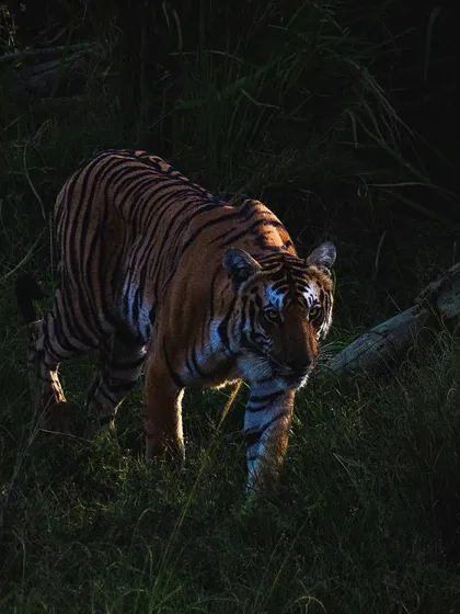 A tiger emerging from the shadows, its stripes providing the perfect camouflage. This is the kind of breathtaking moment that makes every safari a unique adventure.