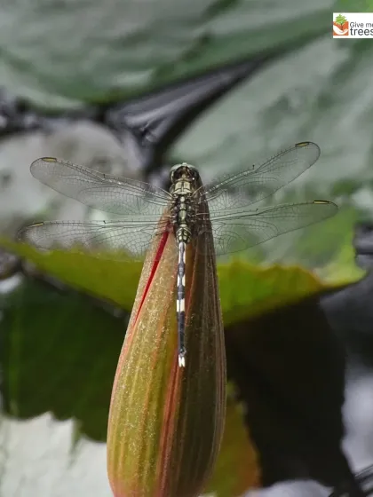 A dragonfly resting on a lotus bud. Aquatic environments like our ponds are hotspots for dragonfly activity, making them a key focus during our insect-themed walks.