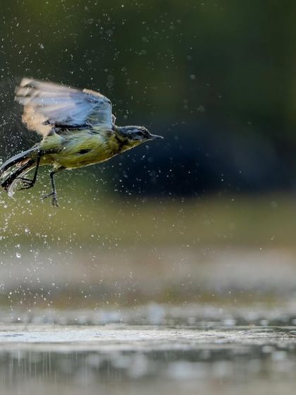 The wagtail takes off from its bath, water still dripping from its feathers. The entire sequence tells the story of a simple, joyful moment.