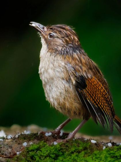 A Hoary-throated Barwing, a resident of the Eastern Himalayas, with its distinctive streaked plumage.