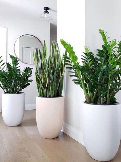 Rakshith Landscaping - Landscape Design & Installation Plant & Tree Supply photo 28