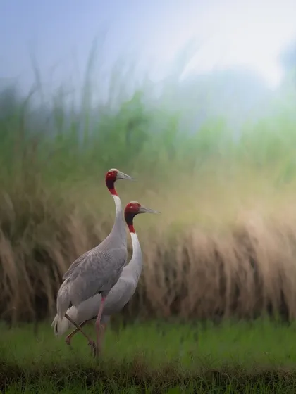 A pair of Sarus Cranes standing together in the soft morning light. This image has a dreamy, romantic quality, reflecting their reputation as symbols of marital fidelity.