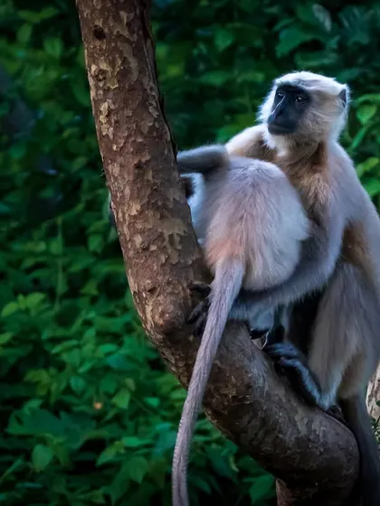 In the deep green forests of Jim Corbett, I found this pair of Langurs sharing a moment of social grooming. This image tells a story of connection and community in the animal kingdom, a central theme in my work.