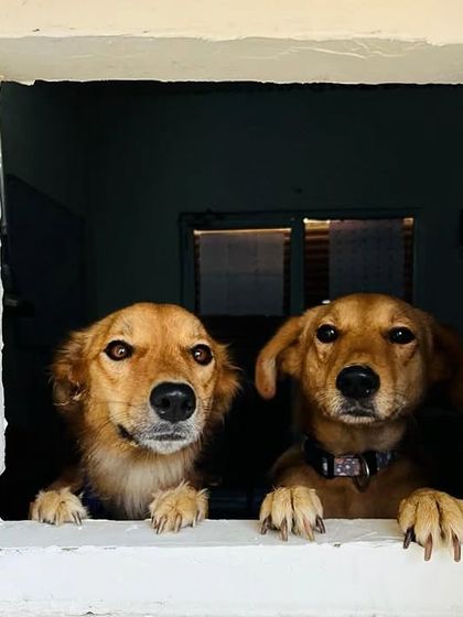 Peek-a-boo from Aura and Buttons. These two resident Indies are full of mischief and love, and they always bring a smile to our faces.