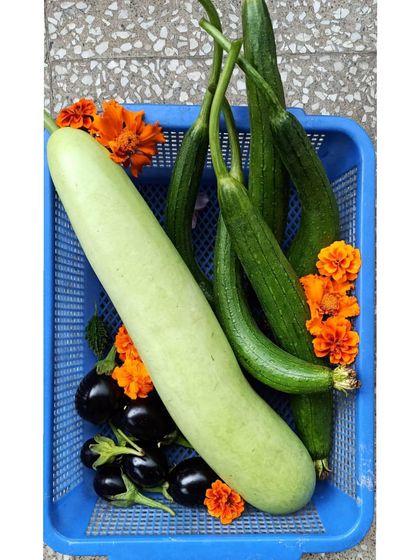 My Balcony Farm: Growing Your Own Food photo 20