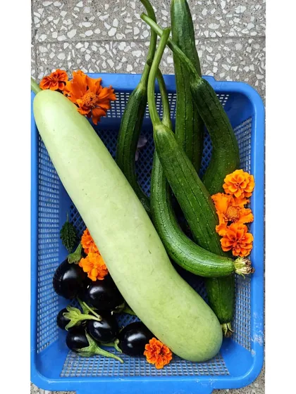 A colorful harvest of a bottle gourd, sponge gourds, and brinjals, decorated with bright orange marigolds. Growing food is a feast for the eyes too.