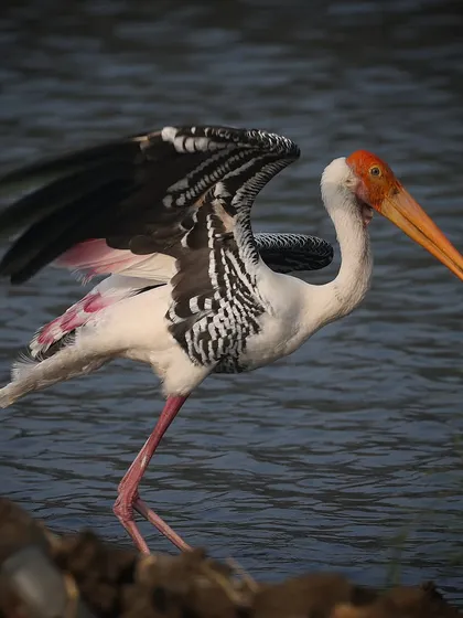 The sheer elegance of a Painted Stork taking flight is a sight to behold. I captured this large wader in India, where their colors are especially vibrant. This shot, with its wings spread in a display of power and grace, is a testament to the beauty found in the wetlands of tropical Asia.