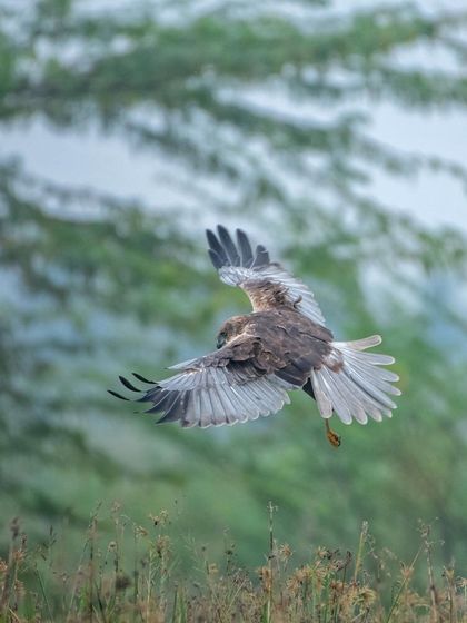 Another angle of the Marsh Harrier's focused flight, a beautiful display of aerodynamics and predatory instinct.