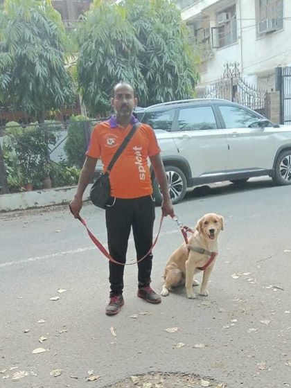 A young Labrador learning the ropes of a good walk. Our walkers are patient and help reinforce good leash manners during their sessions.