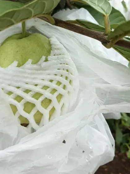 The protective bag and net keep the guava safe as it matures.