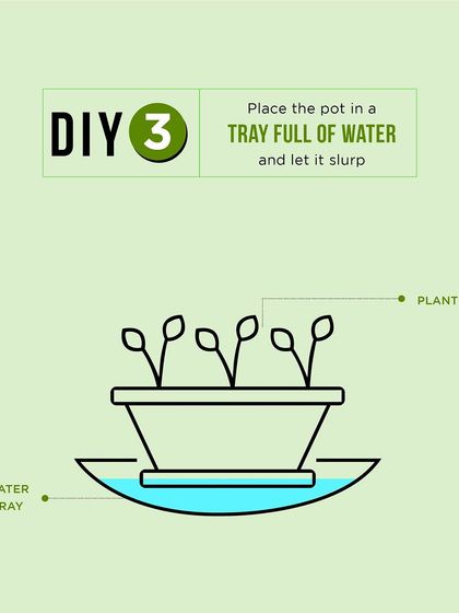 DIY watering hack 3: For plants that like consistently moist soil, place the pot in a tray full of water and let it slurp up what it needs from the bottom.