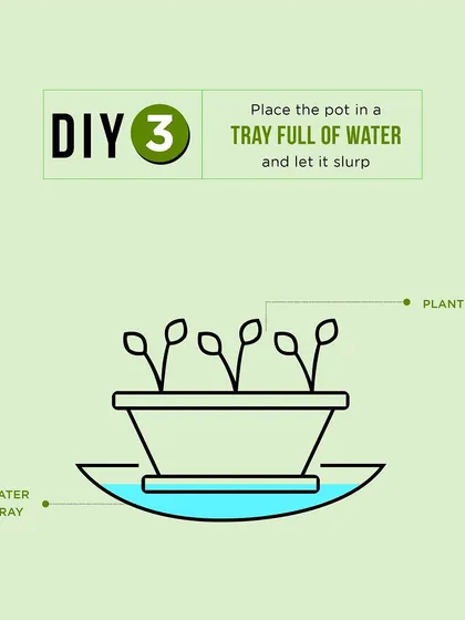 DIY watering hack 3: For plants that like consistently moist soil, place the pot in a tray full of water and let it slurp up what it needs from the bottom.