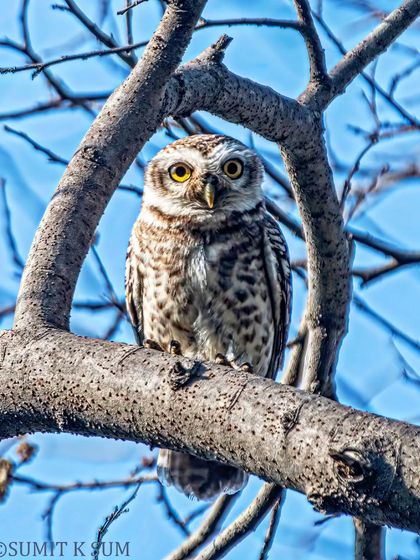 I had to get into an acrobatic position to frame this Spotted Owlet through the branches. The result is a unique perspective that makes the viewer feel like they are peeking into the owlet's world.