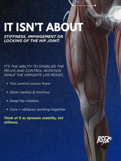 Hip stability isn't about stiffness; it's the ability to control the pelvis while the opposite leg moves. This dynamic control comes from the gluteus medius and minimus, deep hip rotators, and core working together.