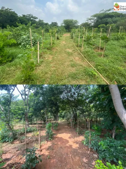 At our Jaunapur City Forest, a simple trail has evolved into a beautiful, shaded walkway. The top image shows the early stages of growth, while the bottom reveals a mature, inviting path, perfect for a nature walk.