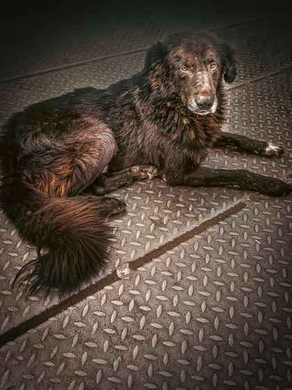 A gritty, textured portrait of a dog resting on a metal plate floor, showcasing a more industrial and moody style.
