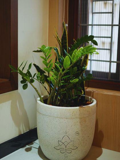 Plant Styling for Homes photo 6