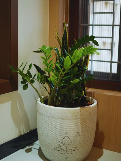 A healthy mix of low-maintenance plants, including a ZZ plant and a Snake Plant, are combined in a single stone-finish pot, creating a mini-garden perfect for a bright corner.