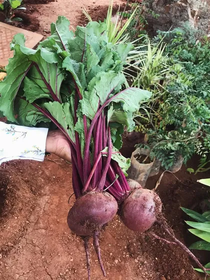 A handful of freshly harvested organic beetroots. You can see the rich, dark soil they were grown in, a sign of our commitment to natural and chemical-free farming.