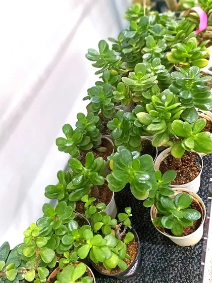 A tray of healthy Jade plants, which are known as symbols of good luck. These are very popular and easy-to-grow houseplants.