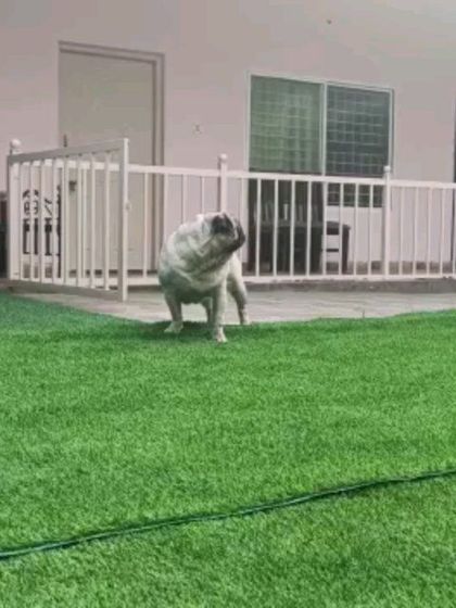 Snugglys Paw House - Pet Daycare The Play Yard: Our Big, Green Backyard photo 26